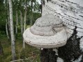 Tinktura  čagi  gljive iz Sibira